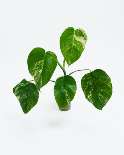 Variegated monstera - ⭐variegated,