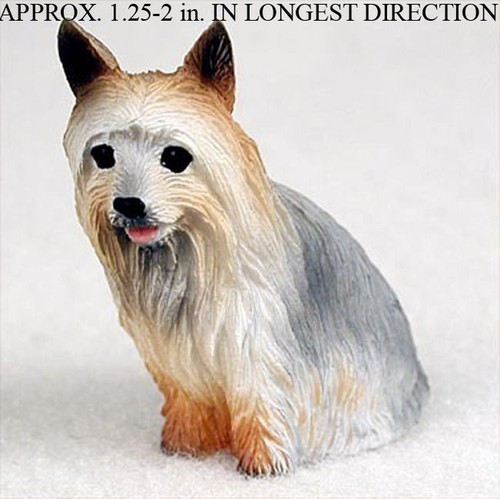 Silky terrier mini - terrier,