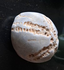 Sea urchin fossil (echinoid)