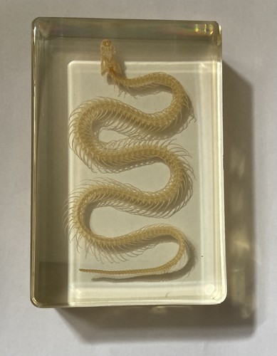 Real water snake - snake, in