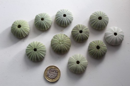 Medium sage green sea - medium,