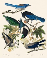 MAGPIE CROW AND JAY BIRDS