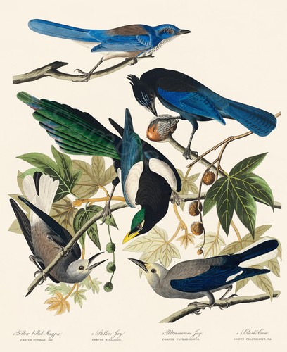 Magpie crow and jay - magpie,