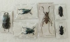 Beetle & Insect Collection