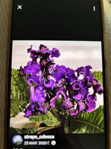Streptocarpus moon - streptocarpus, od-