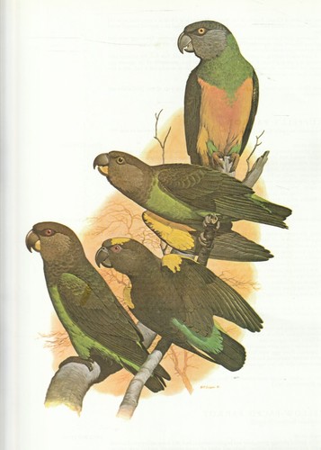 Colour parrot print william - print,