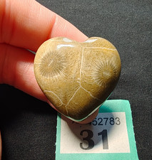 Polished Fossil Rugose Coral -