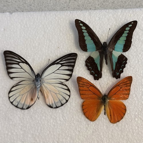 Entomology butterfly specimen - entomology,