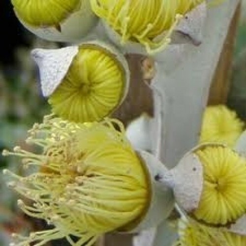 Lemon scented gum - 10, seeds