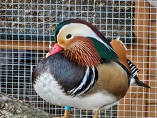 1 Pure bred Mandarin Duck
