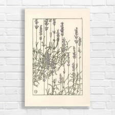 Botanical Illustration