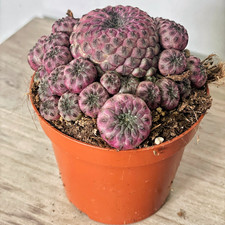 Rare Multi-Head Sulcorebutia rauschii – Purple Cactus | Unique Succulent | Easy-