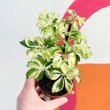 Schefflera arboricola 'Janine'