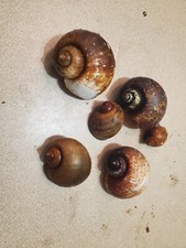 1 Pound CLEANED FLORIDA APPLE