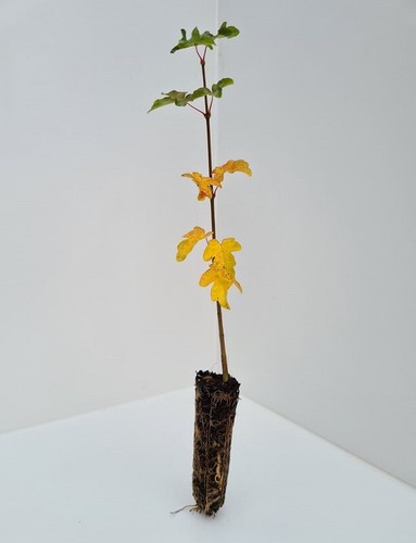 Field maple acer - 3,