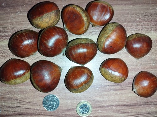 Fresh big chestnut whole - big,