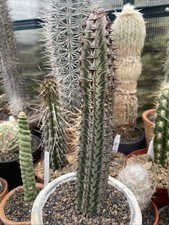 Euphorbia Confinalis Succulent