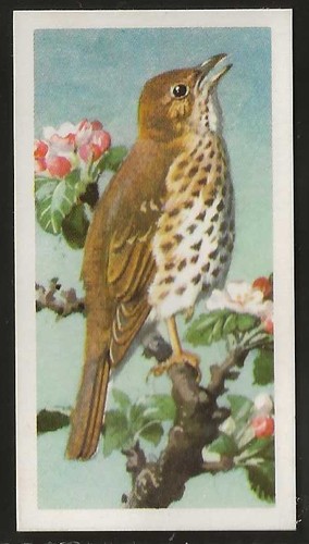 Brooke bond bird - brooke,