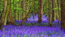 BLUEBELL WOODLAND CANVAS PICTURE POSTER PRINT WALL ART UNFRAMED