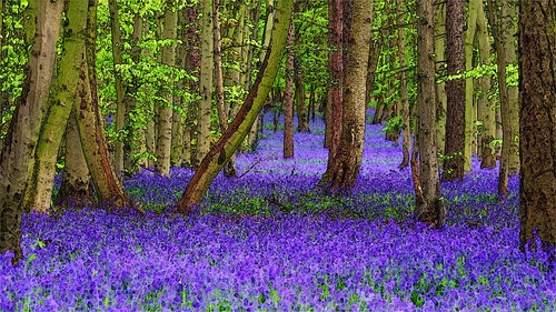 Bluebell woodland canvas - woodland,