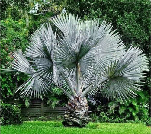 Bismarckia palm silver - bismarckia,