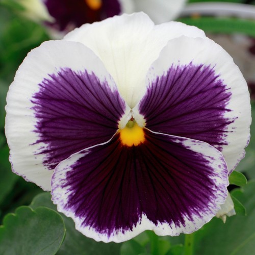 Pansy white blotch - pansy, colourful