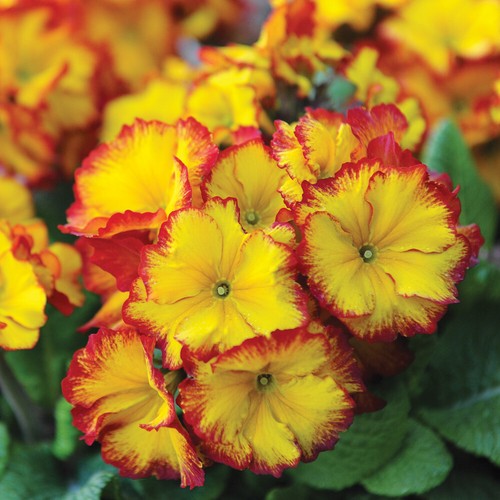 Polyanthus firecracker yellow - firecracker,