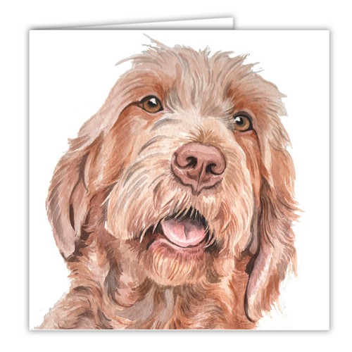Wirehaired hungarian vizsla - wirehaired,