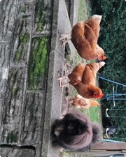 Laying HEN Farm Freash Eggs X6