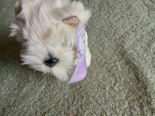 Hawthorn the westie - hawthorn,