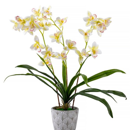 Forever flowerz cymbidium - forever,