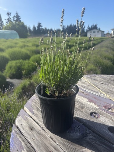 Live english lavender plant - live, |