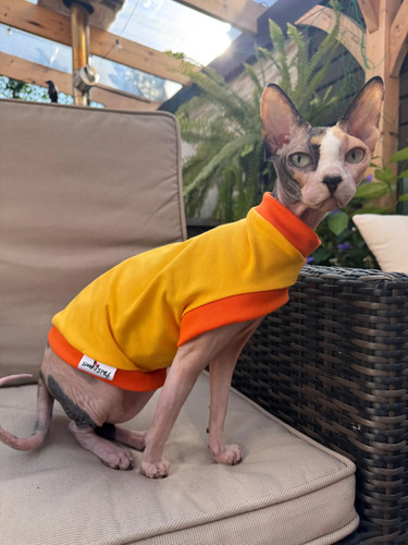 Cotton sphynx cat shirt - cotton,