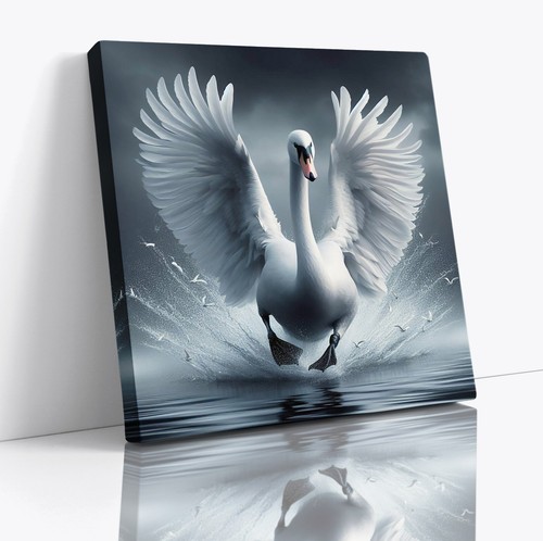 Swan bird beautiful animal - swan,