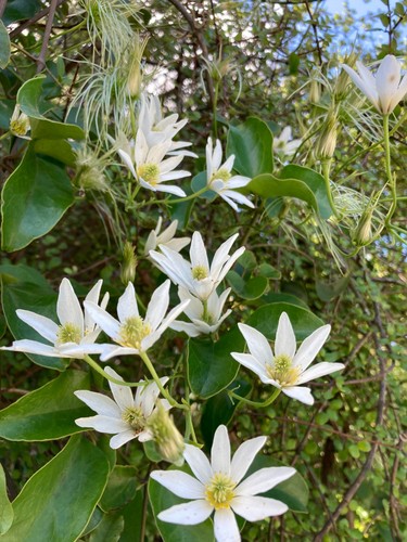 Clematis paniculata 50 seeds - -,