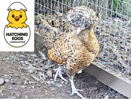 Fertile chicken purebred - 10+,