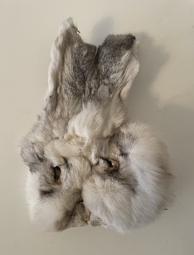 Vintage preserved rabbit - preserved, head