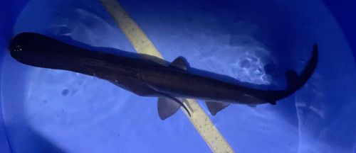 Inch paddlefish black - 10-12-inch, paddlefish,