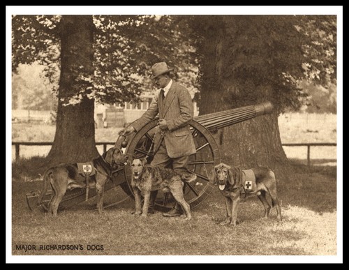 Airedale terrier and - airedale,
