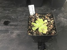 Pinguicula Esseriana White