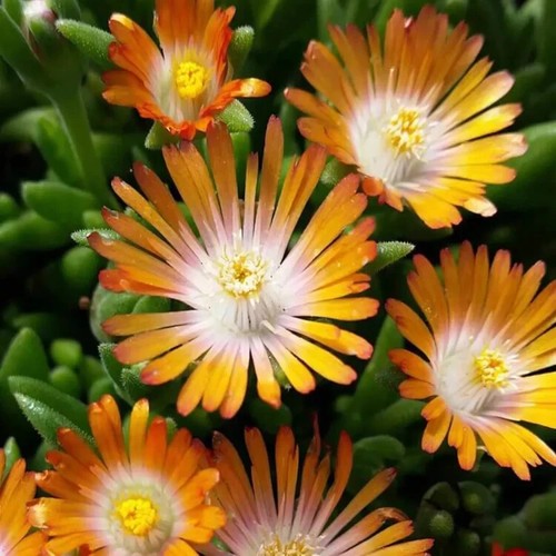 Delosperma jewel desert - jewel,
