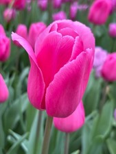 Thirty tulip barcelona pink - tulip, pink'