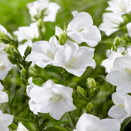 Campanula persicifolia alba - campanula,