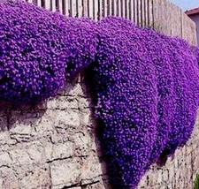 Rock cress Aubrieta hybrida Whitewell Gem deep violet 400 seeds+FREE PLANT LABEL