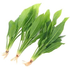 3x Echinodorus Amazonicus Amazon Sword Live Aquarium Plants Tropical Tank K2AQUA