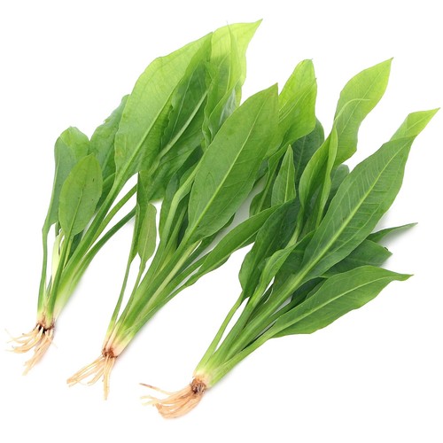 Echinodorus amazonicus - echinodorus,