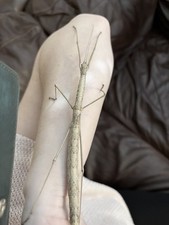 Budwing Stick insect Eggs x15 