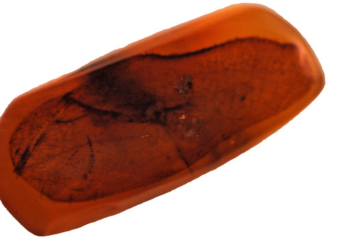 Amber with small fossilized - with,