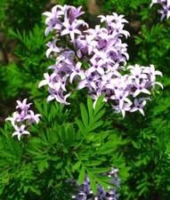 Persian Lilac Tree (Melia Azedarach) - Fast-Growing Ornamental | Akplants