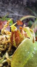 Nepenthes (Viking x amp BM) x